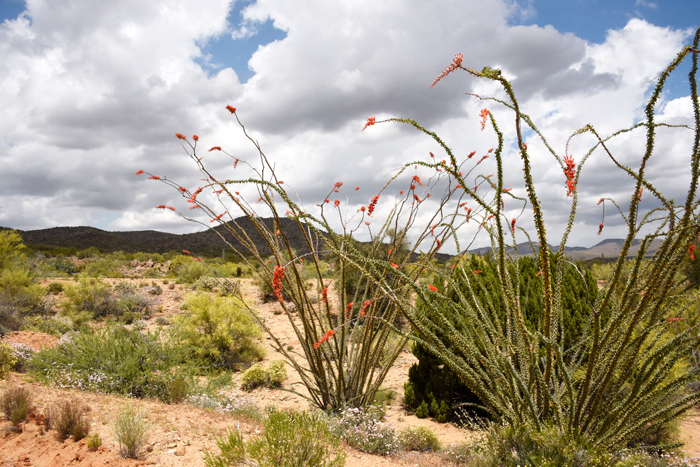 Fouquieria splendens, Ocotillo, Southwest Desert Flora